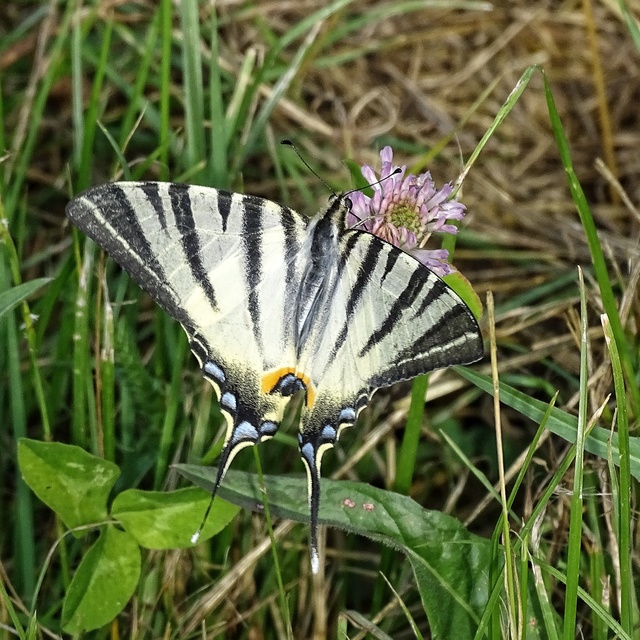 Iphiclides podalirius - kardoslepke