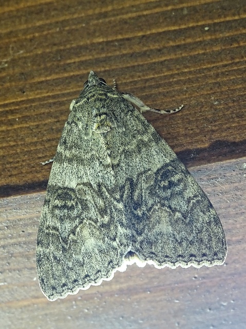 Catocala nupta - piros övesbagoly