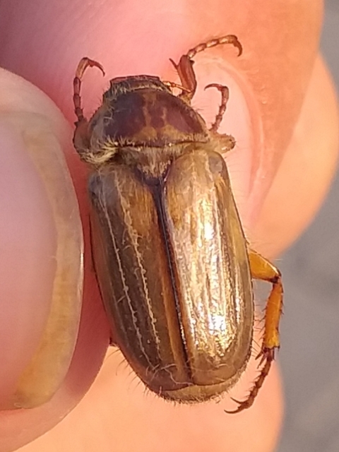 Amphimallon solstitiale - bordás sárgacserebogár