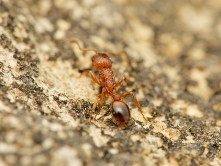 Temnothorax clypeatus - rozsdás kéreghangya
