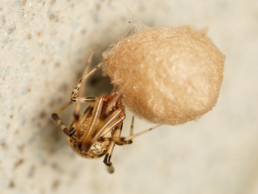 Parasteatoda