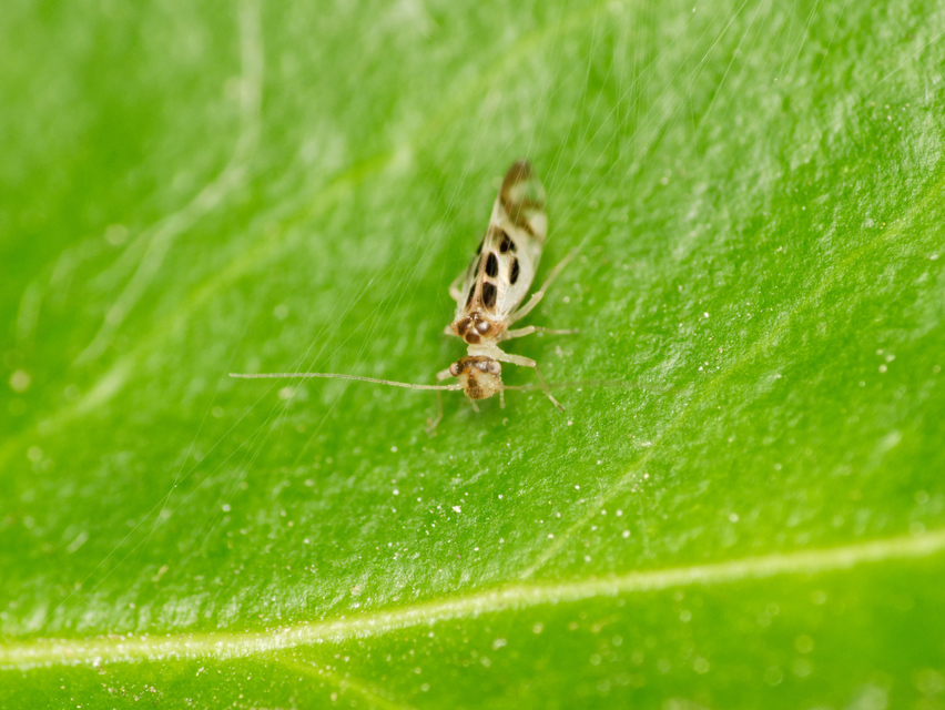 Graphopsocus cruciatus