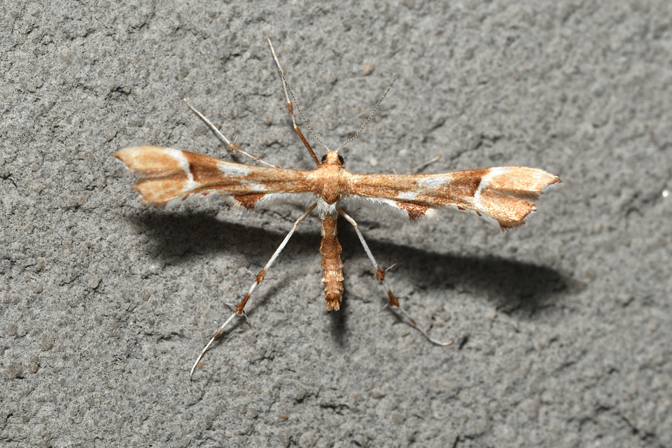 Cnaemidophorus rhododactyla - rózsabogyó-tollasmoly