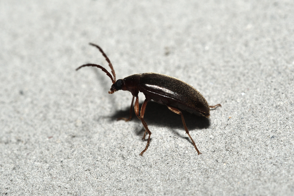 Hymenalia rufipes - rőtlábú alkonybogár