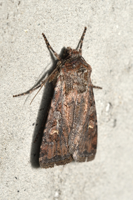 Euxoa tritici/nigrofusca/eruta