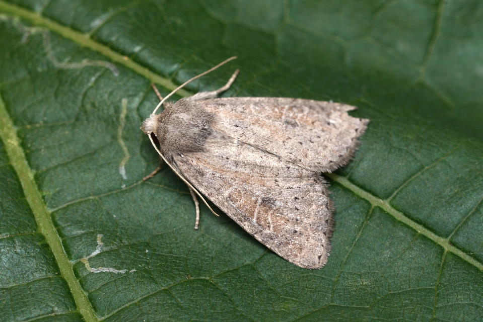 Parastichtis suspecta - sötét erdeibagoly