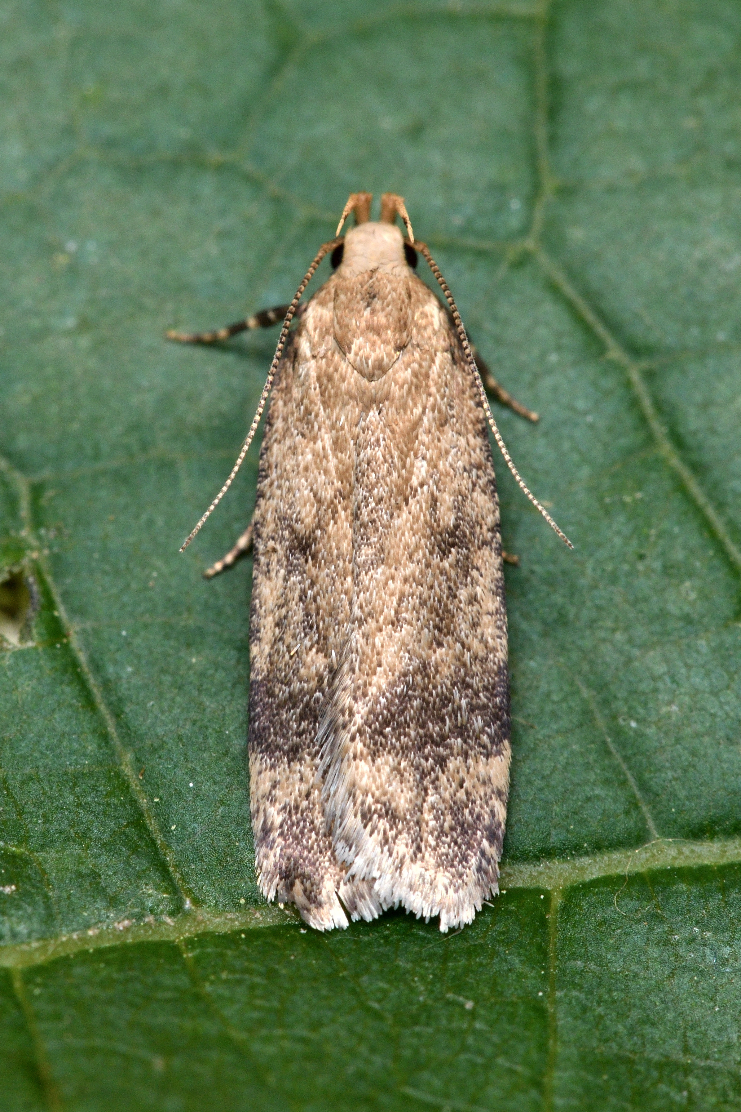 Pexicopia malvella - mályvalevél-sarlósmoly