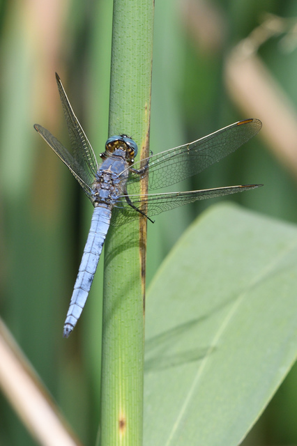 Orthetrum coerulescens - karcsú pásztorszitakötő