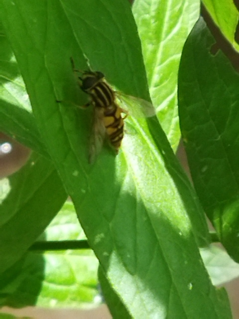 Helophilus pendulus - közönséges mocsárilégy