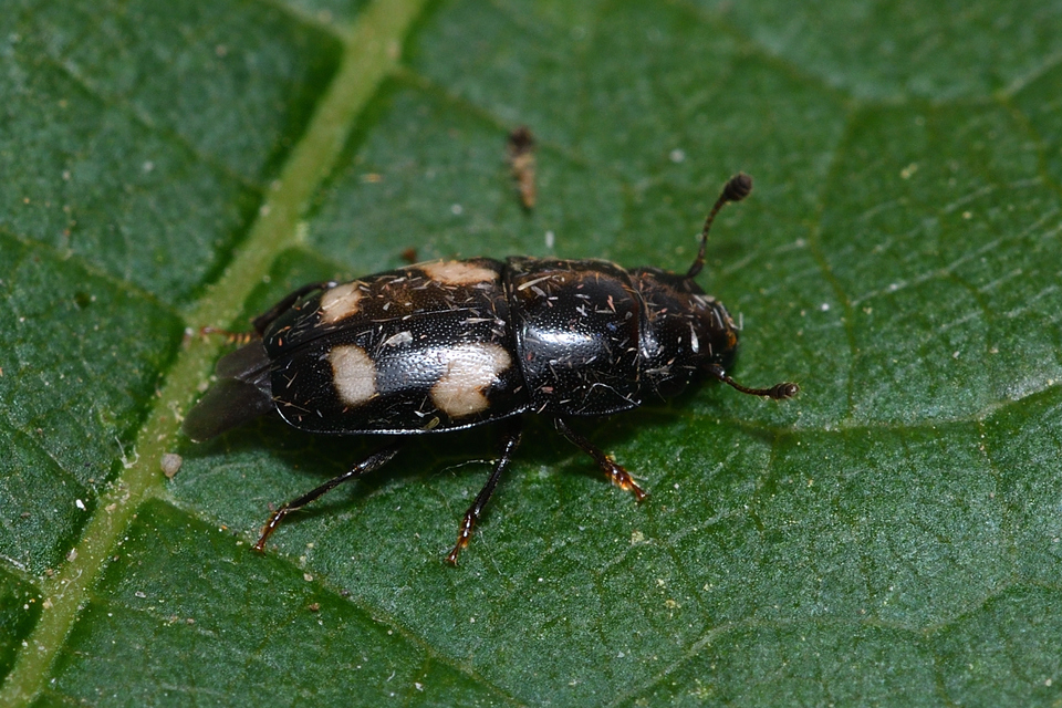 Glischrochilus quadrisignatus - amerikai fénybogár Glischrochilus quadrisignatus - amerikai fénybogár