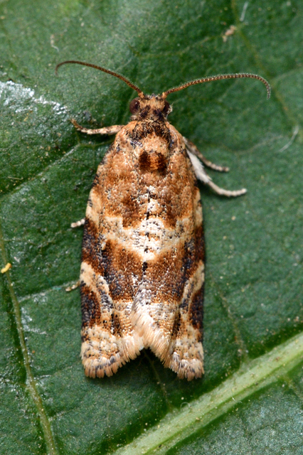 Argyrotaenia ljungiana - ékes sodrómoly