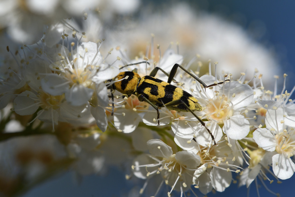 Chlorophorus varius - díszes darázscincér