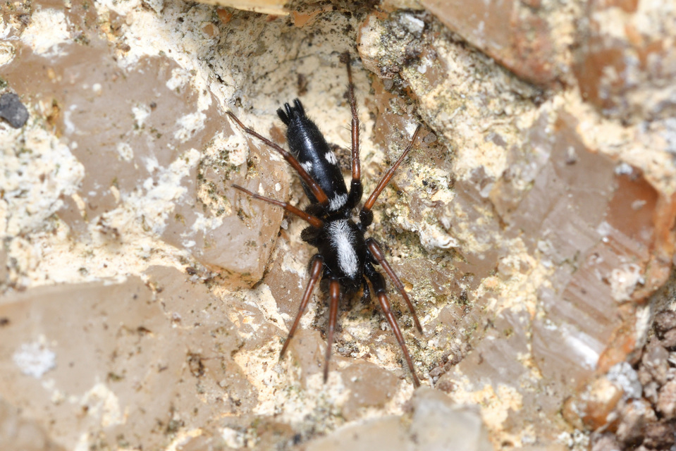 Aphantaulax cincta/trifasciata