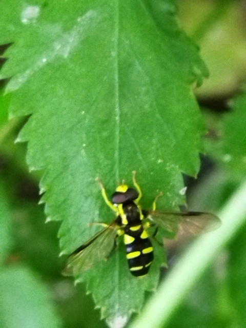 Xanthogramma
