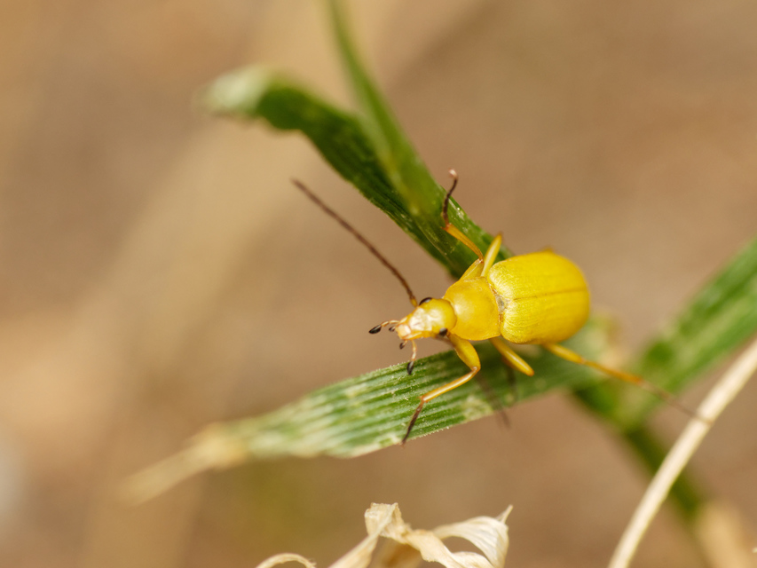 Cteniopus sulphureus - közönséges kénbogár Cteniopus sulphureus - közönséges kénbogár