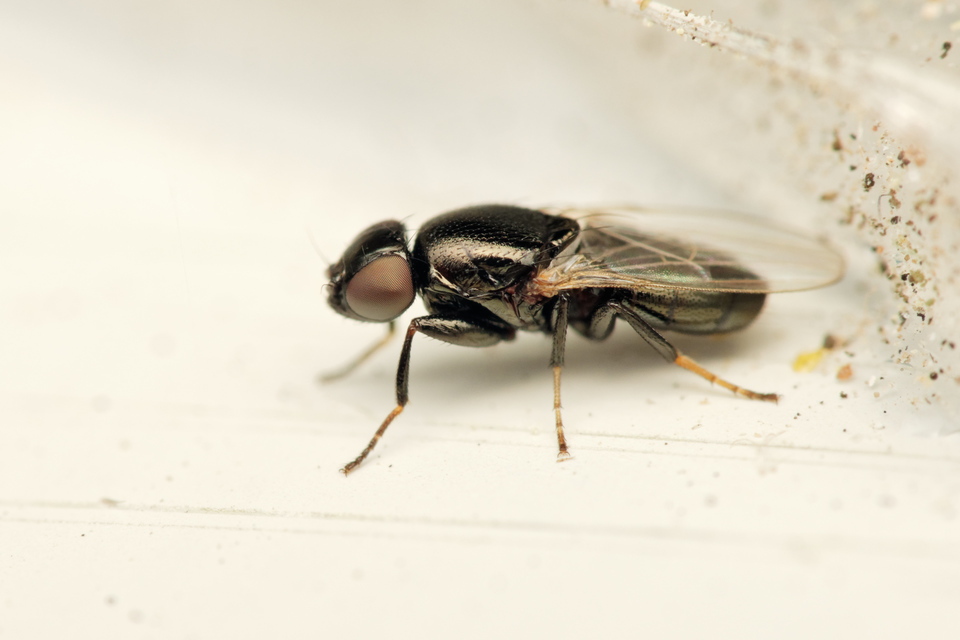 Chloropidae - gabonalegyek