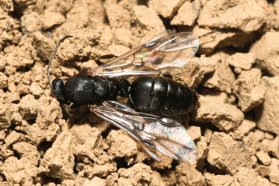 Liometopum microcephalum - tölgyfahangya