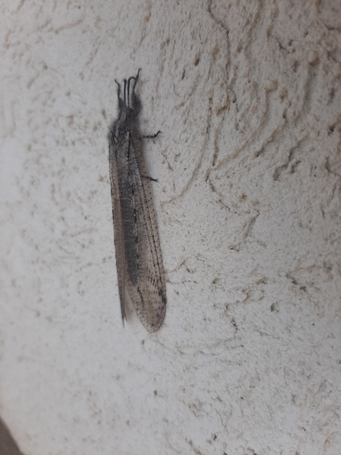 Acanthaclisis occitanica - pusztai hangyaleső