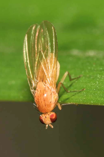 Lauxaniidae - pudvalegyek