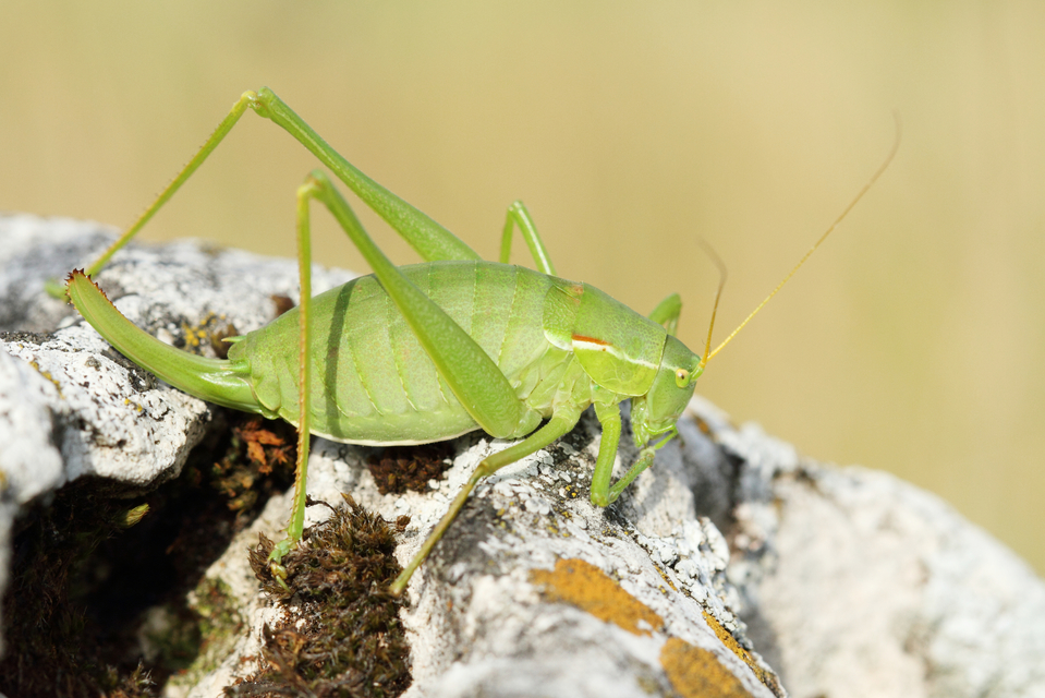 Isophya costata - magyar tarsza