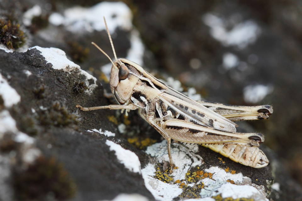 Stenobothrus nigromaculatus - sztyeppréti sáska