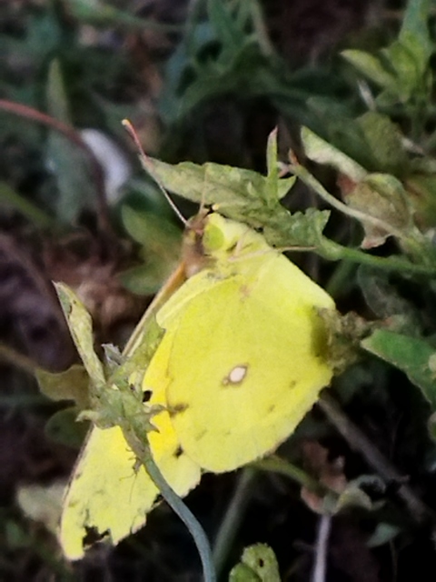 Colias chrysotheme - dolomit-kéneslepke
