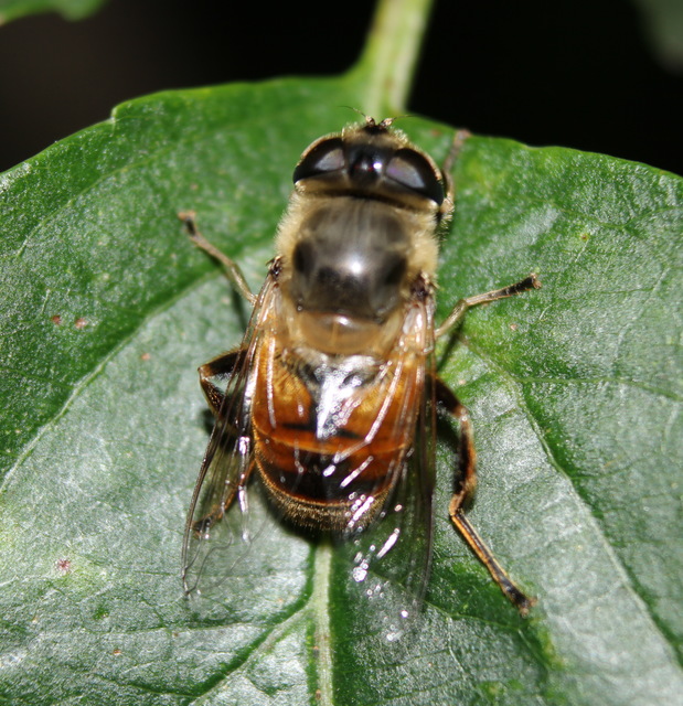 Eristalis tenax - közönséges herelégy