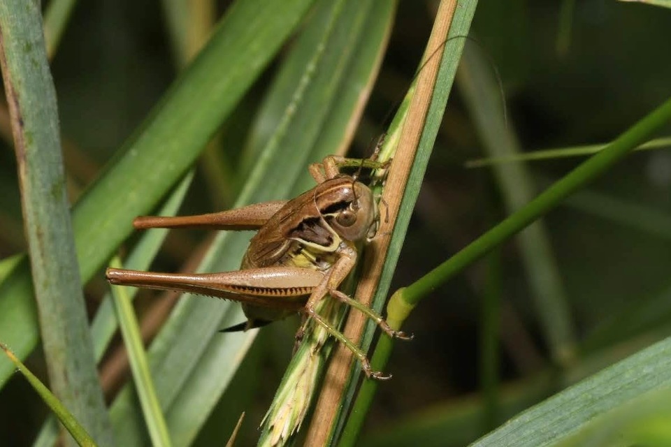 Roeseliana roeselii - Rösel-rétiszöcske
