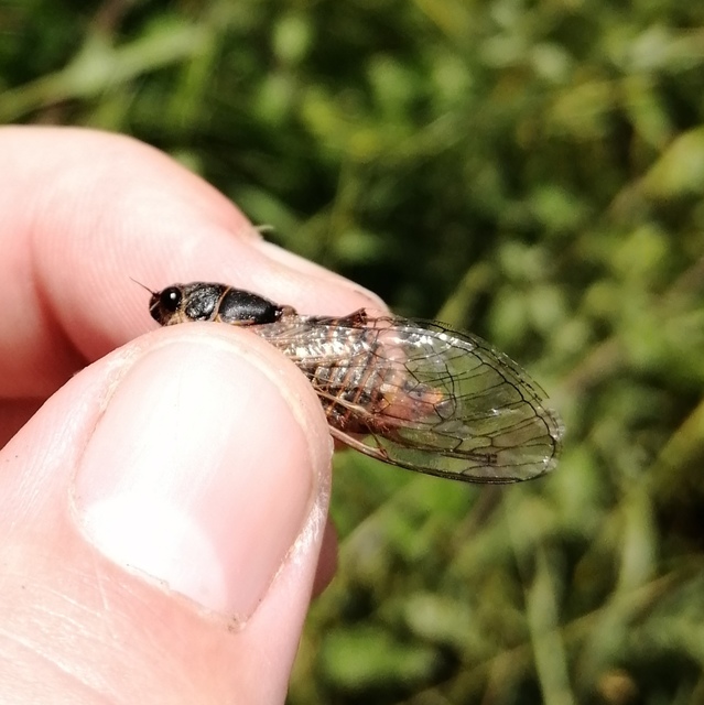 Cicadetta montana