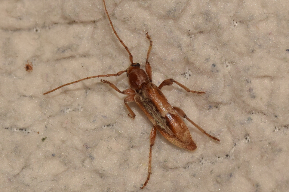Trichoferus pallidus - sápadt éjicincér