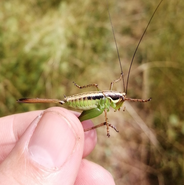 Pachytrachis gracilis - karcsú szöcske