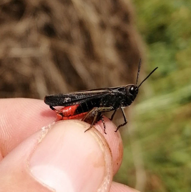 Omocestus rufipes - vöröshasú tarlósáska