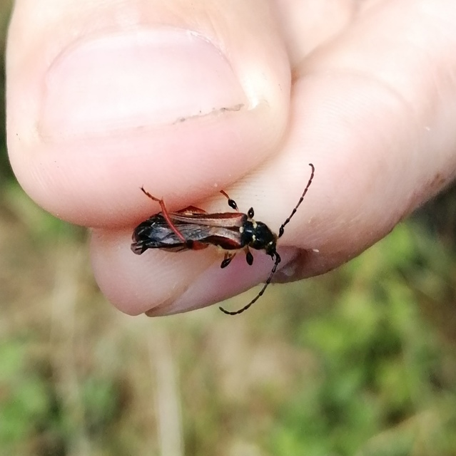 Stenopterus rufus - tarkacsápú keskenyfedőscincér