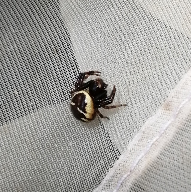 Synema globosum/ornatum