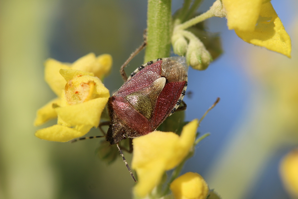 Dolycoris baccarum - közönséges bogyómászó-poloska