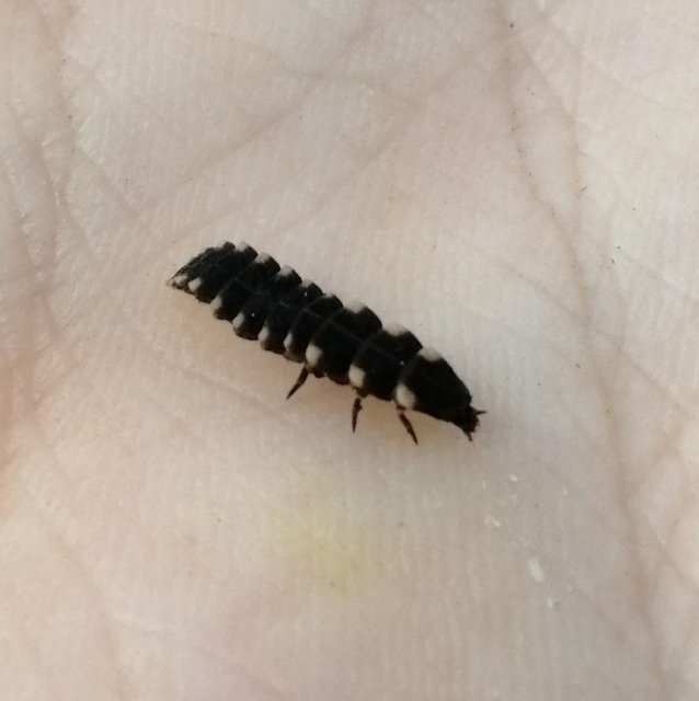 Lampyris noctiluca - nagy szentjánosbogár