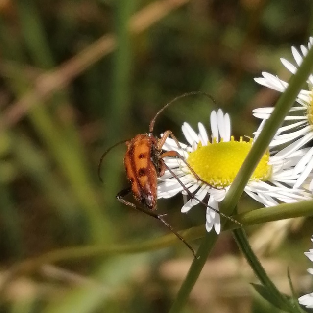Stenurella septempunctata - hétpettyes karcsúcincér