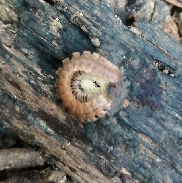 Polydesmus