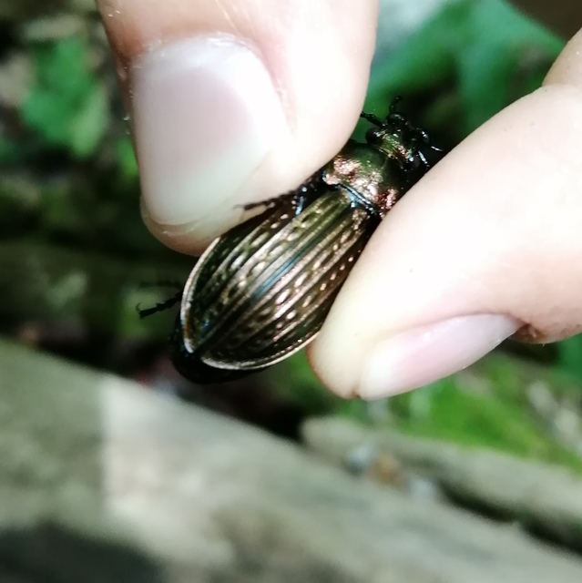 Carabus ulrichii - rezes futrinka Carabus ulrichii - rezes futrinka