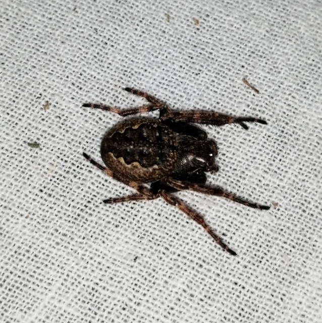 Nuctenea umbratica - közönséges rés-keresztespók