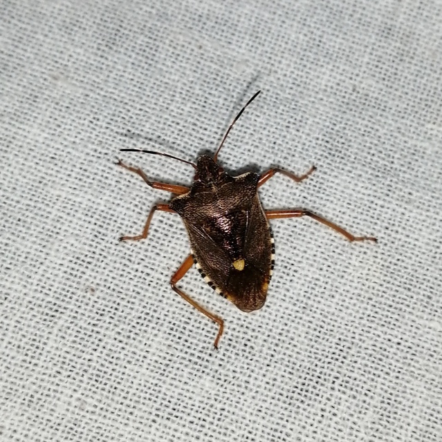 Pentatoma rufipes - vöröslábú címerespoloska Pentatoma rufipes - vöröslábú címerespoloska