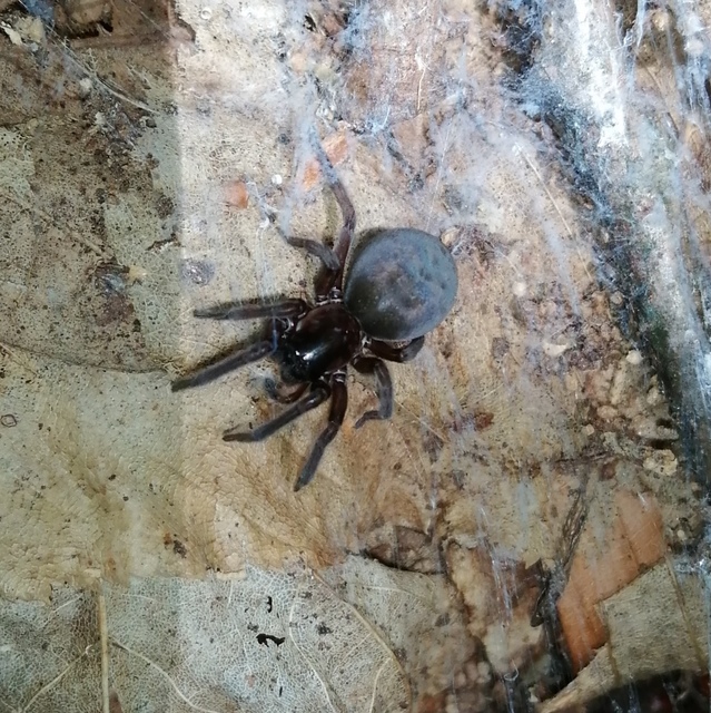 Amaurobius