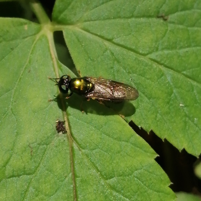 Chloromyia