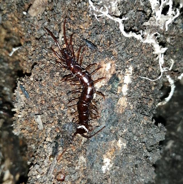 Lithobiidae