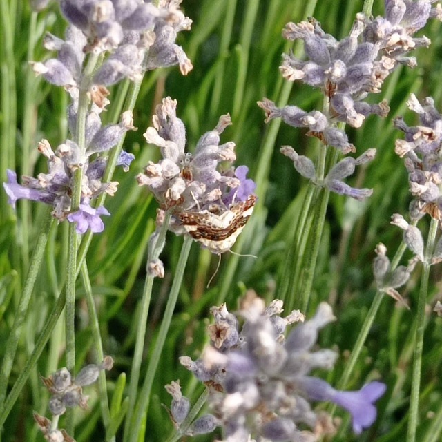 Acontia lucida - fehér nappalibagoly
