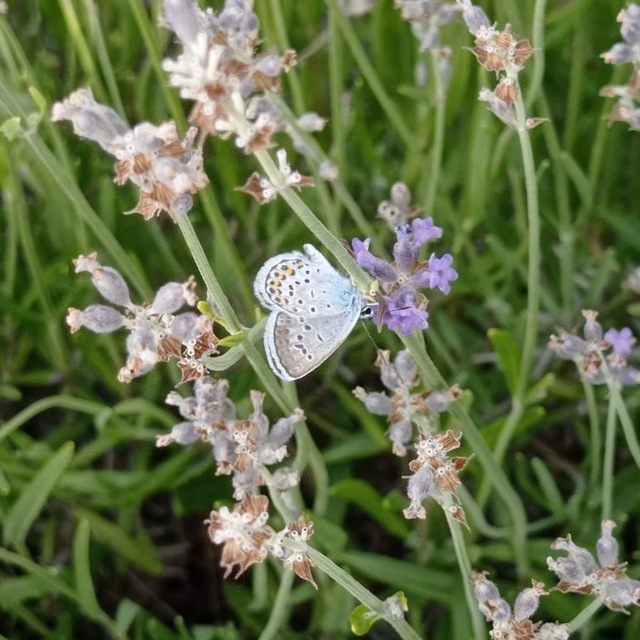 Plebejus argus - ezüstös boglárka
