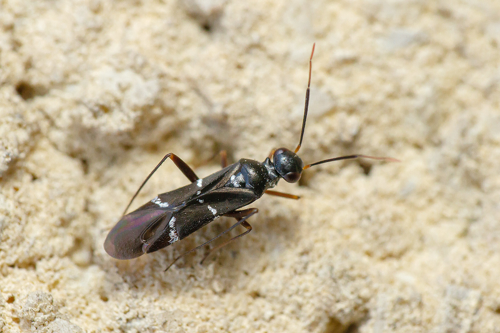 Globiceps sphaegiformis - kétpúpú mezeipoloska