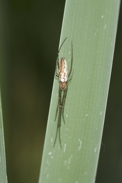 Tetragnatha