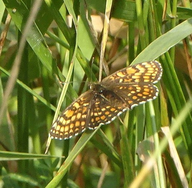 Melitaea diamina - kockás tarkalepke
