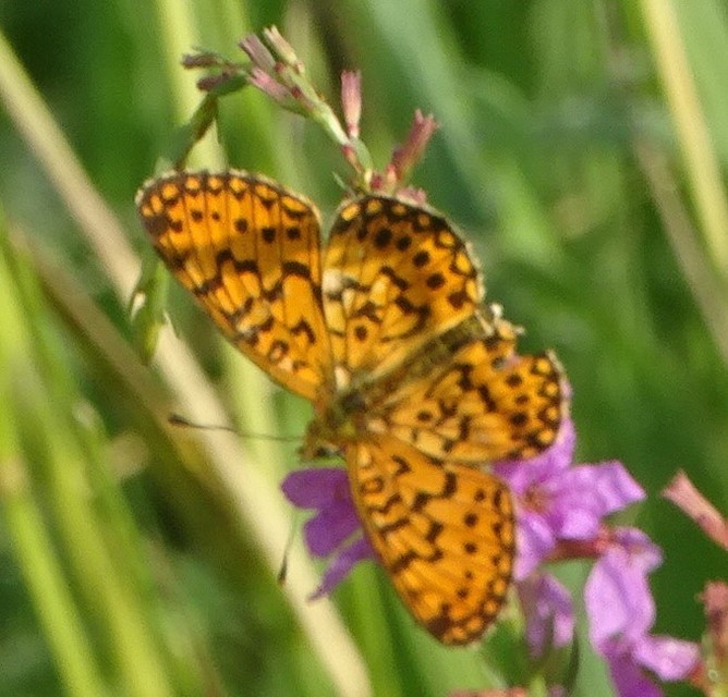 Boloria selene - fakó gyöngyházlepke